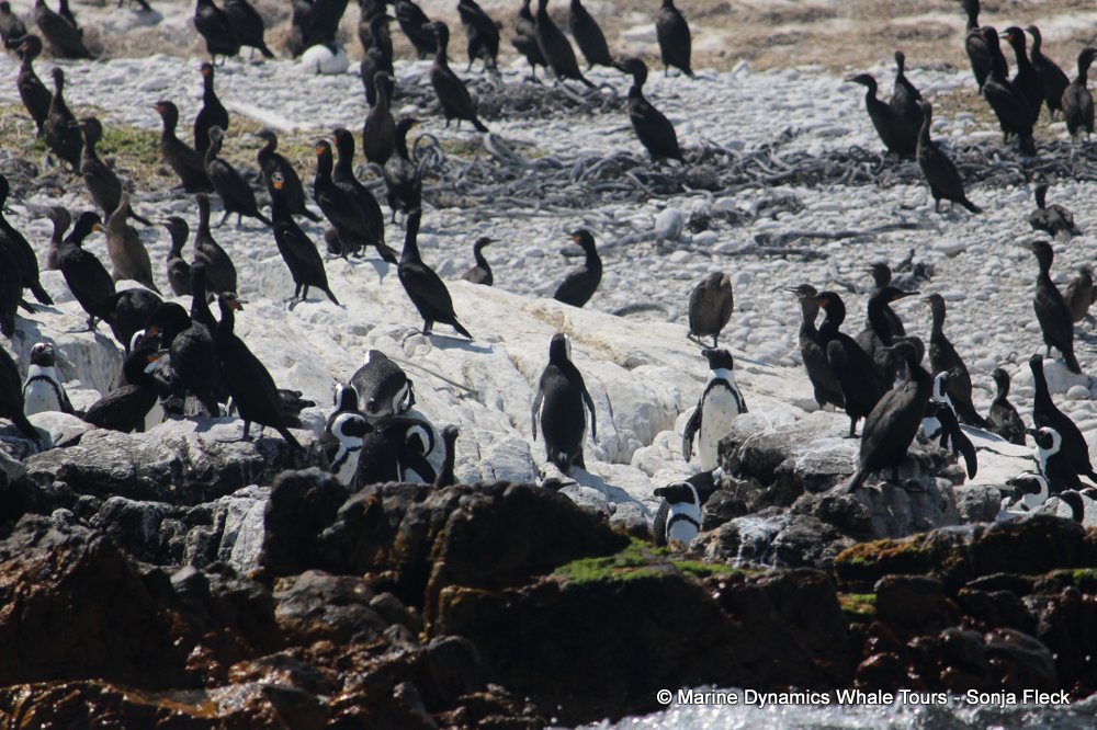 african penguin, whale watching, gansbaai, south africa