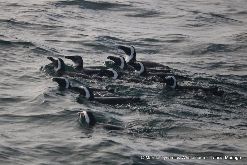 african penguin, whale watching, gansbaai, south africa