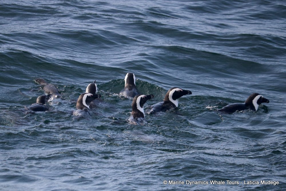 african penguin, whale watching, gansbaai, south africa