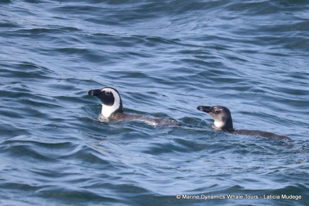 african penguin, whale watching, gansbaai, south africa