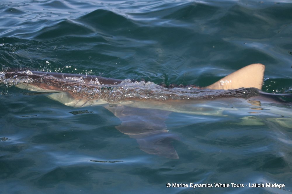 bronze whaler shark, whale watching, gansbaai, south africa,