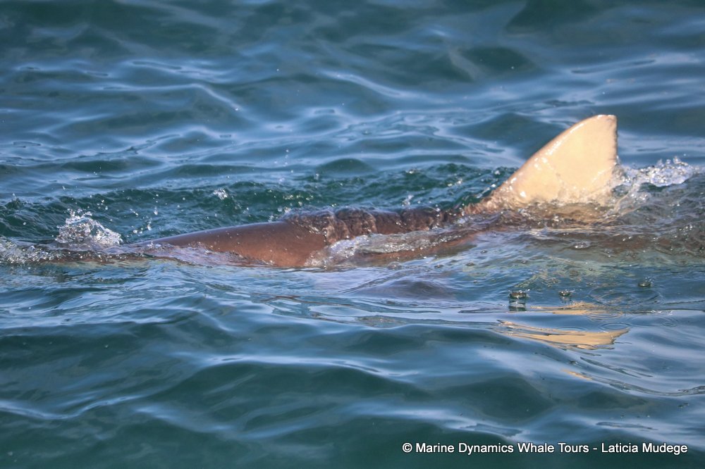 bronze whaler shark, whale watching, gansbaai, south africa,