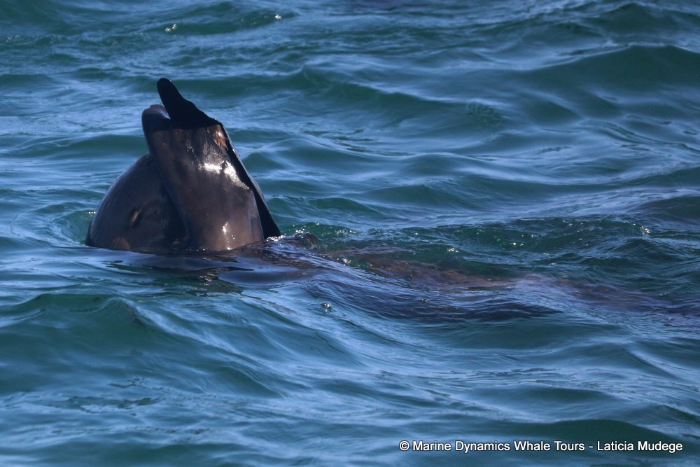 cape fur seal, whale watching, gansbaai, south africa