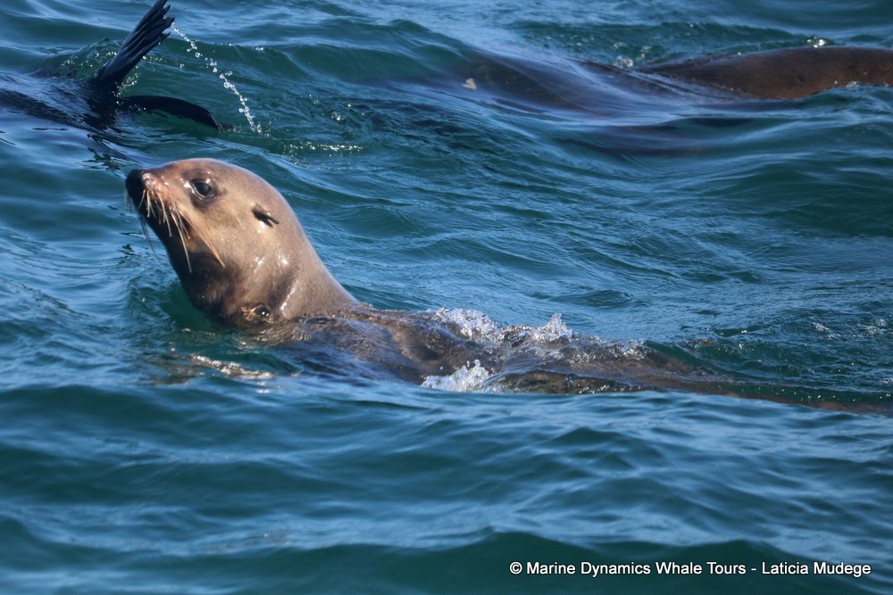 cape fur seal, whale watching, gansbaai, south africa