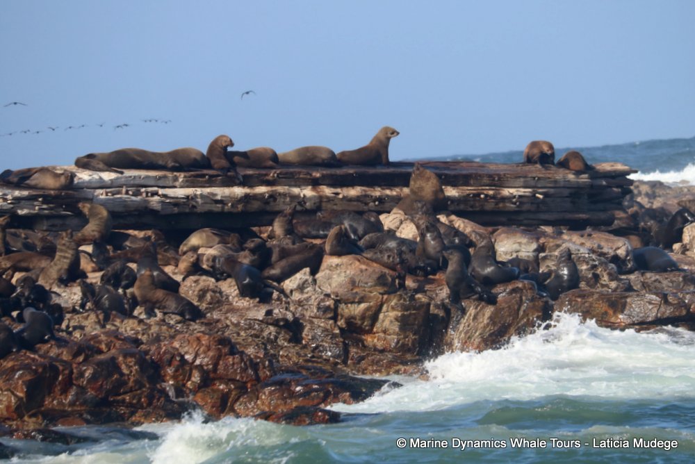 cape fur seal, whale watching, gansbaai, south africa