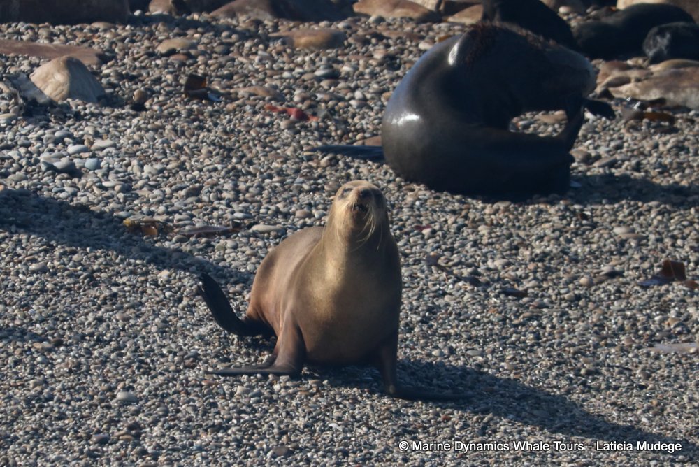 cape fur seal, whale watching, gansbaai, south africa