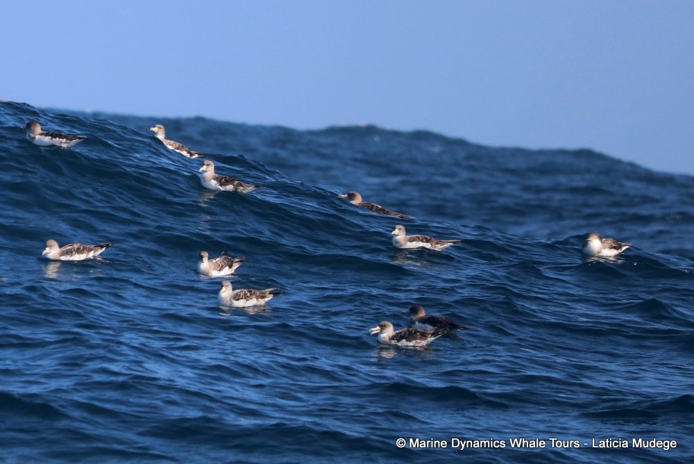 cory's shearwater, whale watching, gansbaai, south africa,
