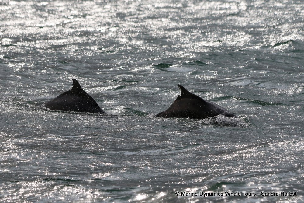 humpback dolphin, whale watching, gansbaai, south africa