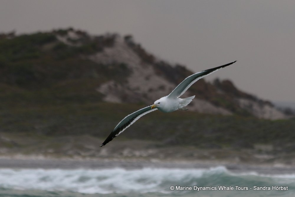 Kelp Gull, whale watching, gansbaai, south africa,