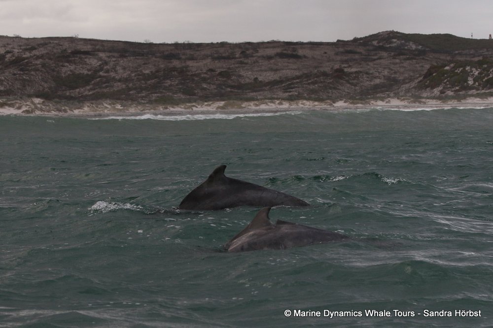 humpback dolphin, whale watching, gansbaai, south africa