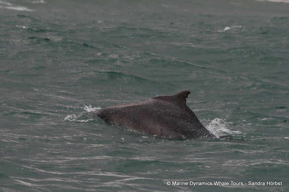 humpback dolphin, whale watching, gansbaai, south africa
