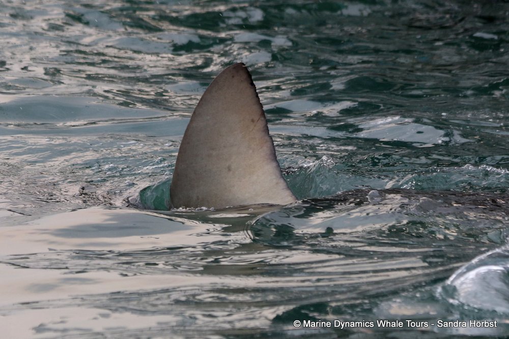 bronze whaler shark, whale watching, gansbaai, south africa,