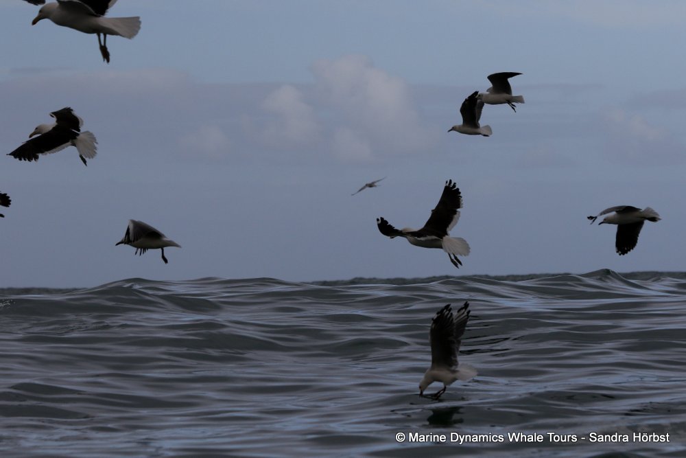 gull, whale watching, gansbaai, south africa,