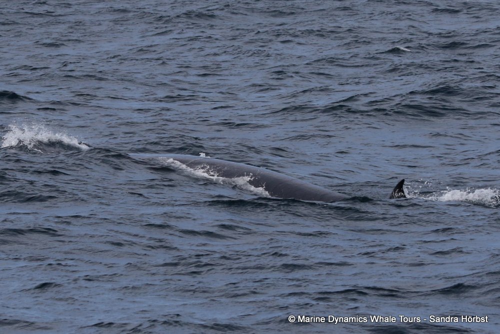 bryde's whale, whale watching, gansbaai, south africa,