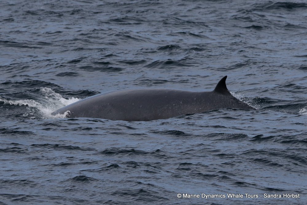 bryde's whale, whale watching, gansbaai, south africa,