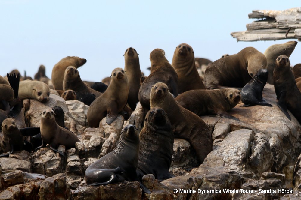 cape fur seal, whale watching, gansbaai, south africa