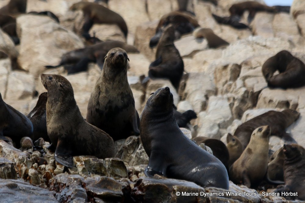 cape fur seal, whale watching, gansbaai, south africa