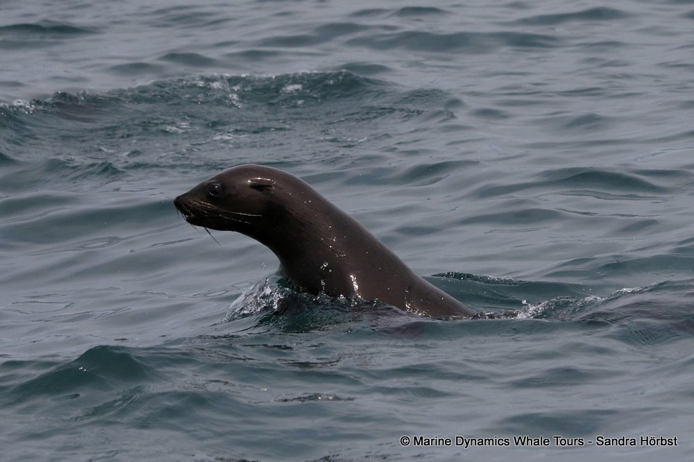 cape fur seal, whale watching, gansbaai, south africa