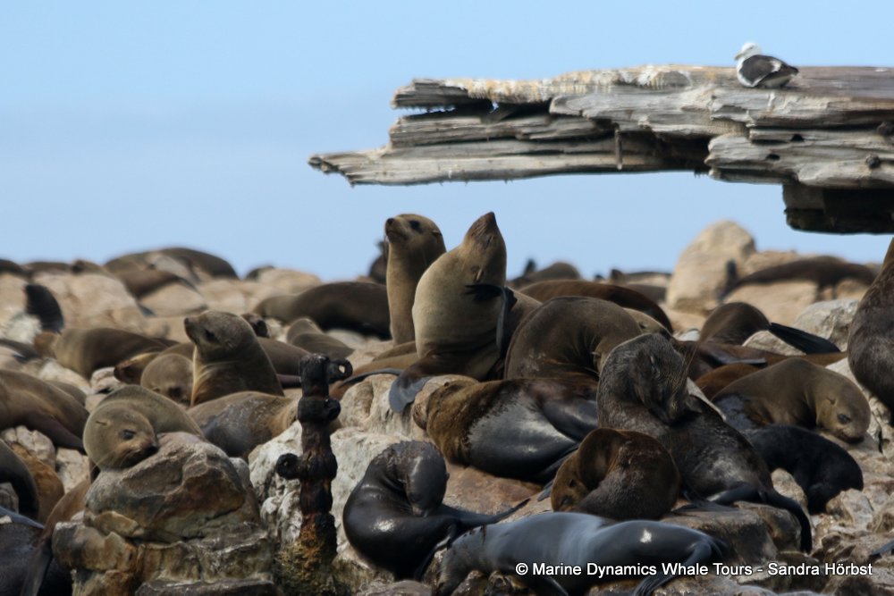 cape fur seal, whale watching, gansbaai, south africa