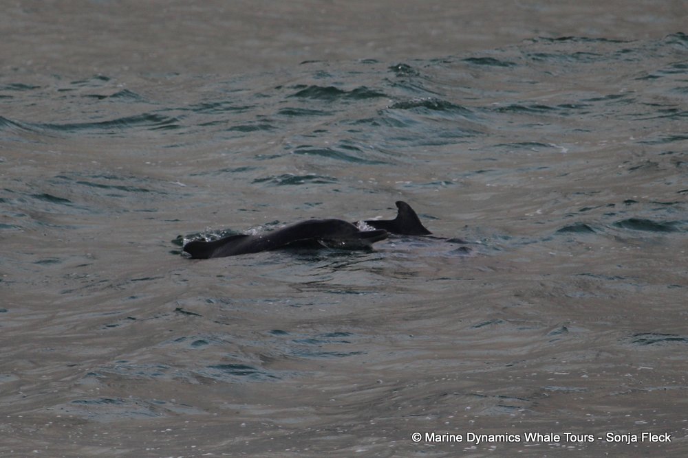 humpback dolphin, whale watching, gansbaai, south africa