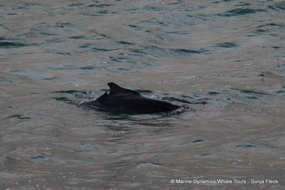 humpback dolphin, whale watching, gansbaai, south africa