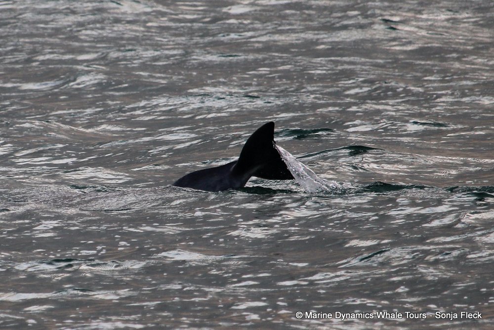 humpback dolphin, whale watching, gansbaai, south africa