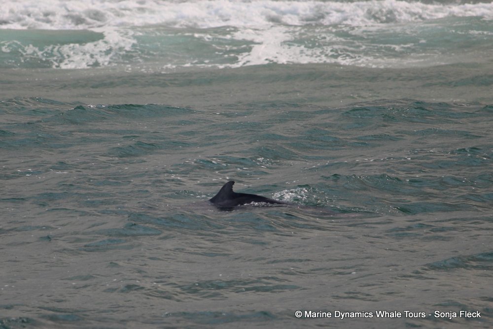 humpback dolphin, whale watching, gansbaai, south africa