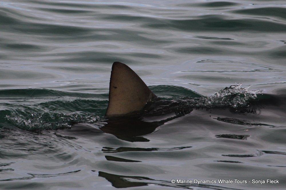 bronze whaler shark, whale watching, gansbaai, south africa,