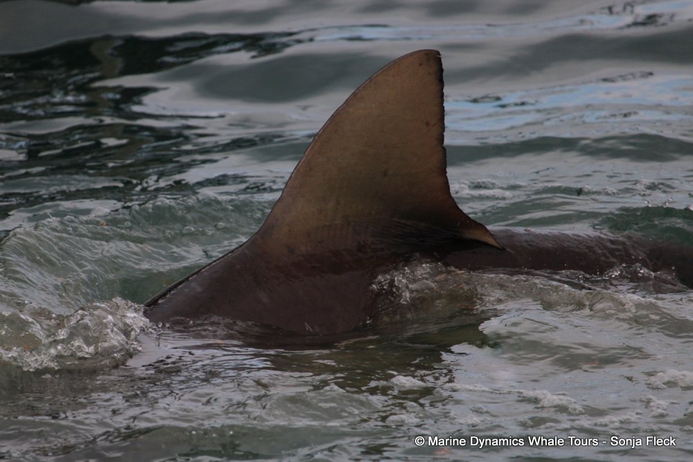 bronze whaler shark, whale watching, gansbaai, south africa,