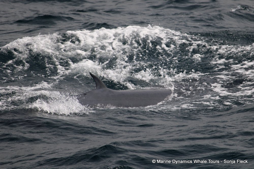 bryde's whale, whale watching, gansbaai, south africa,