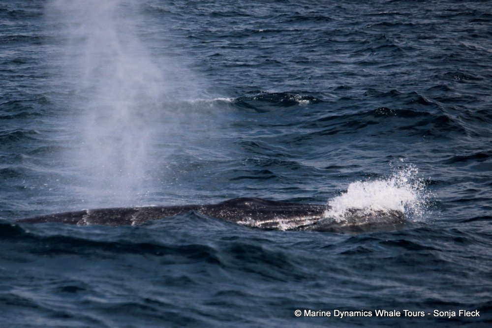bryde's whale, whale watching, gansbaai, south africa,