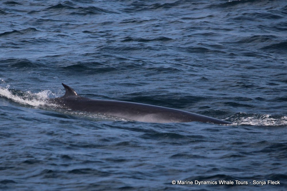 bryde's whale, whale watching, gansbaai, south africa,