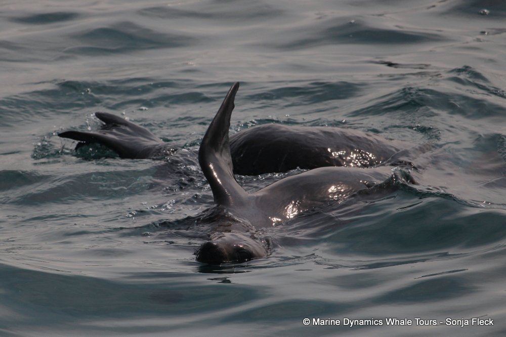 cape fur seal, whale watching, gansbaai, south africa