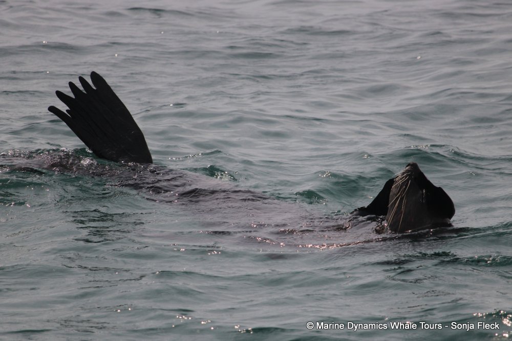 cape fur seal, whale watching, gansbaai, south africa