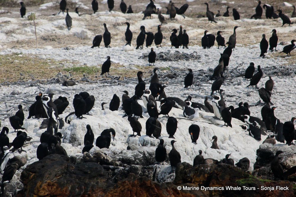 african penguin, whale watching, gansbaai, south africa
