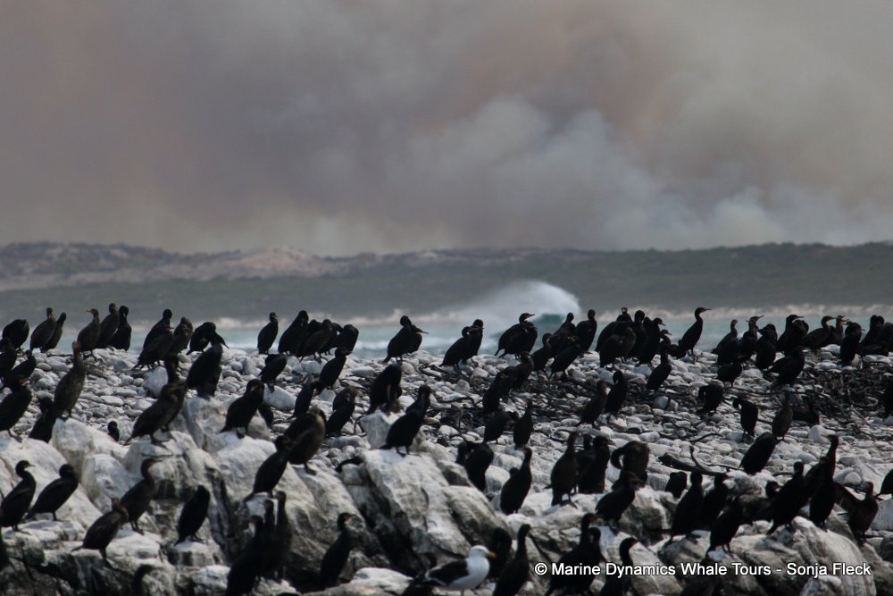 cape cormorants, whale watching, gansbaai, south africa