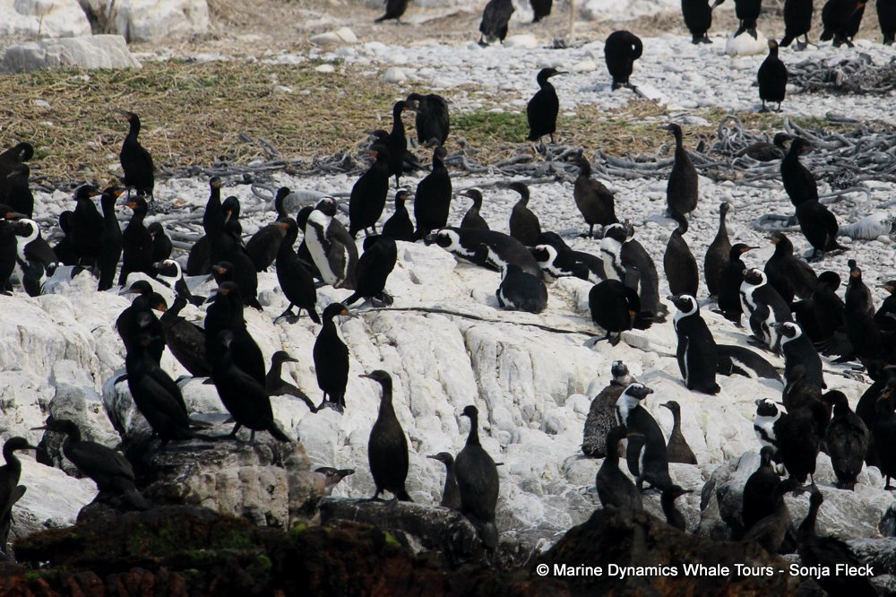 African Penguin , whale watching, gansbaai, south africa,
