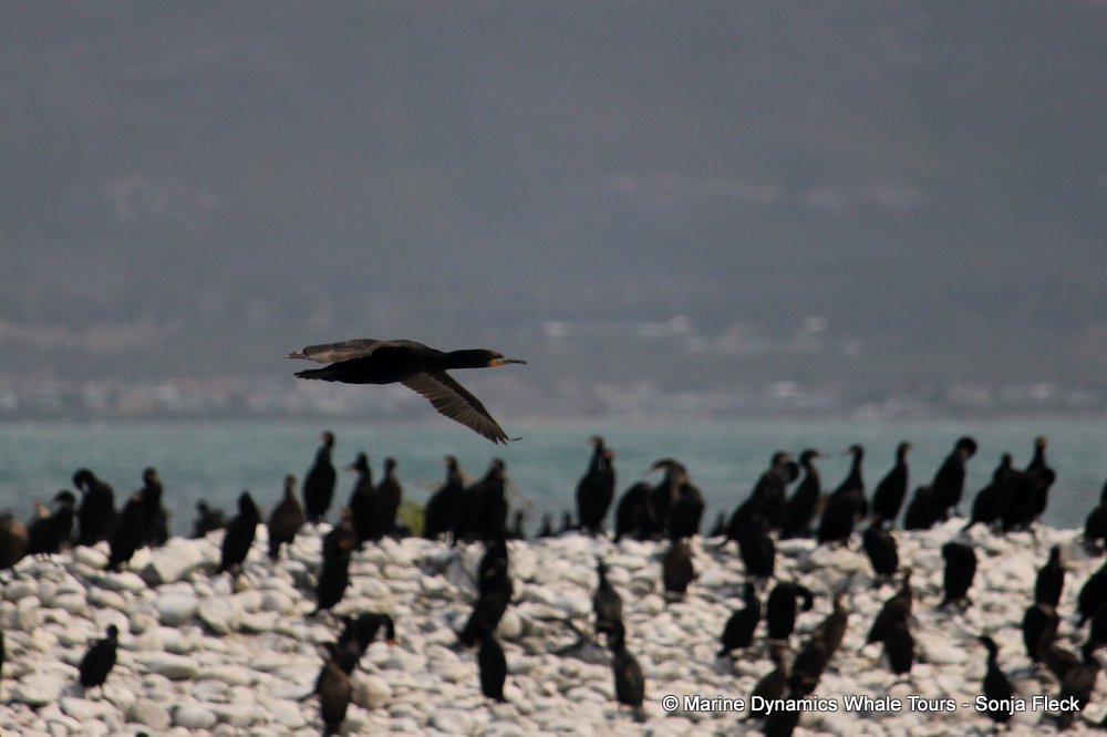 cape cormorants, whale watching, gansbaai, south africa