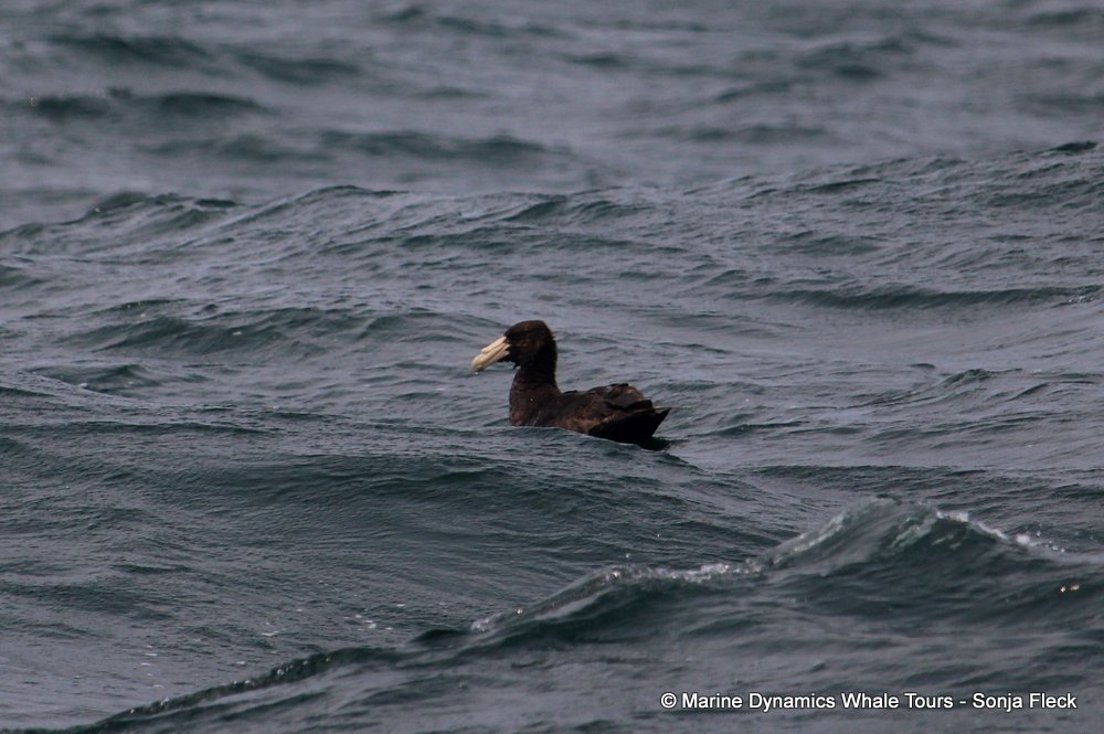Giant Petrel, whale watching, gansbaai, south africa,
