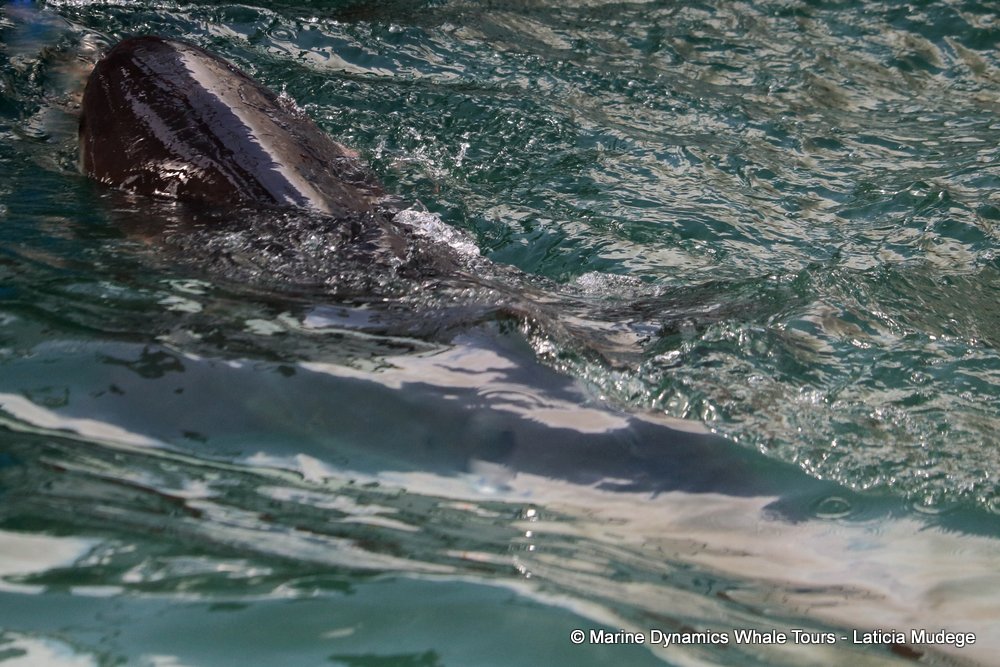 bronze whaler shark, whale watching, gansbaai, south africa,
