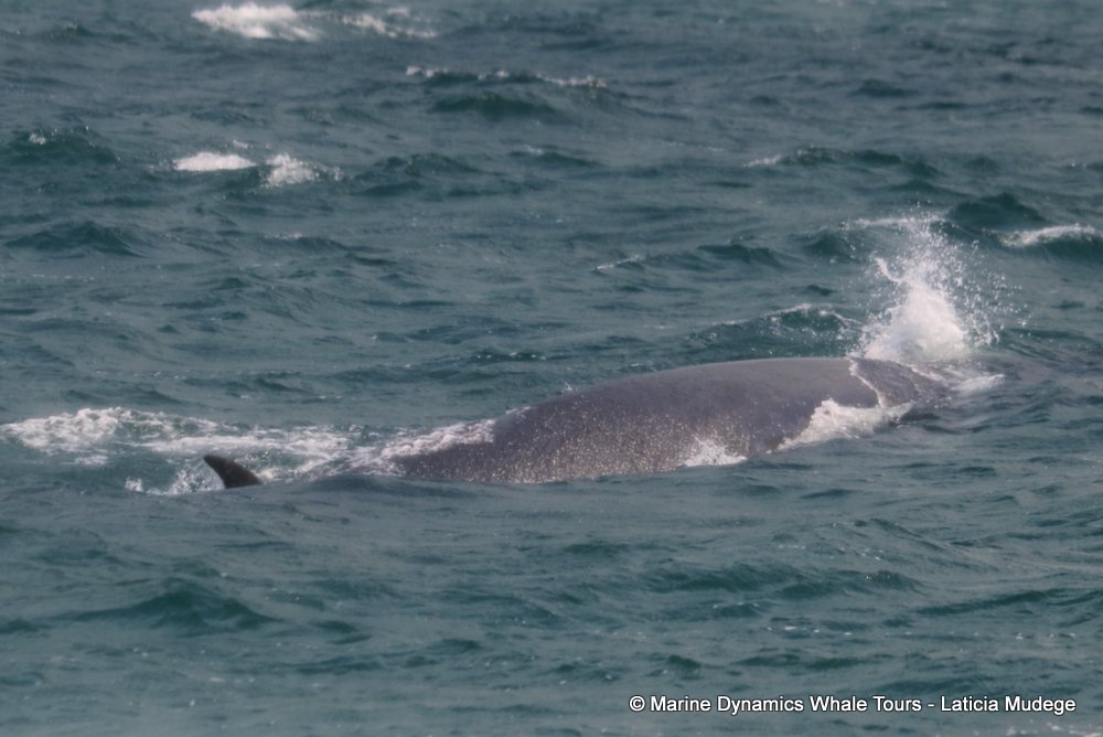 bryde's whale, whale watching, gansbaai, south africa,