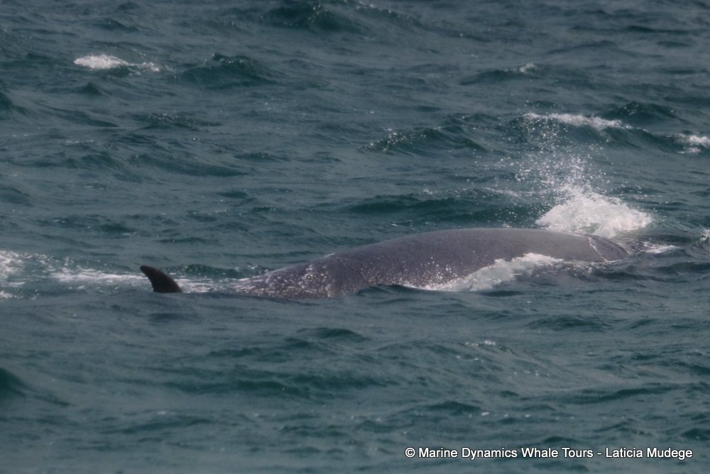 bryde's whale, whale watching, gansbaai, south africa,