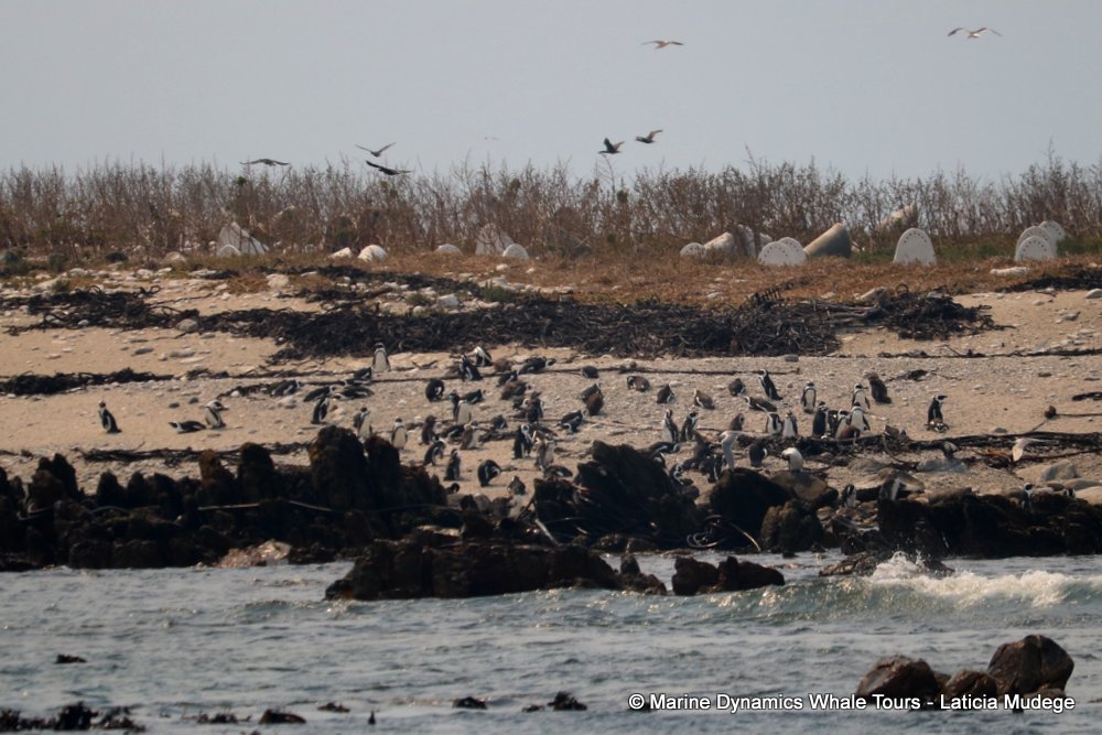 african penguin, whale watching, gansbaai, south africa