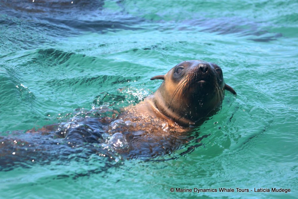 cape fur seal, whale watching, gansbaai, south africa