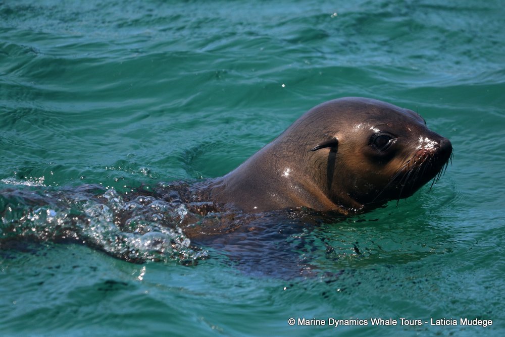 cape fur seal, whale watching, gansbaai, south africa