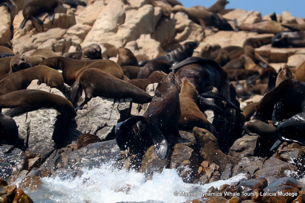 cape fur seal, whale watching, gansbaai, south africa