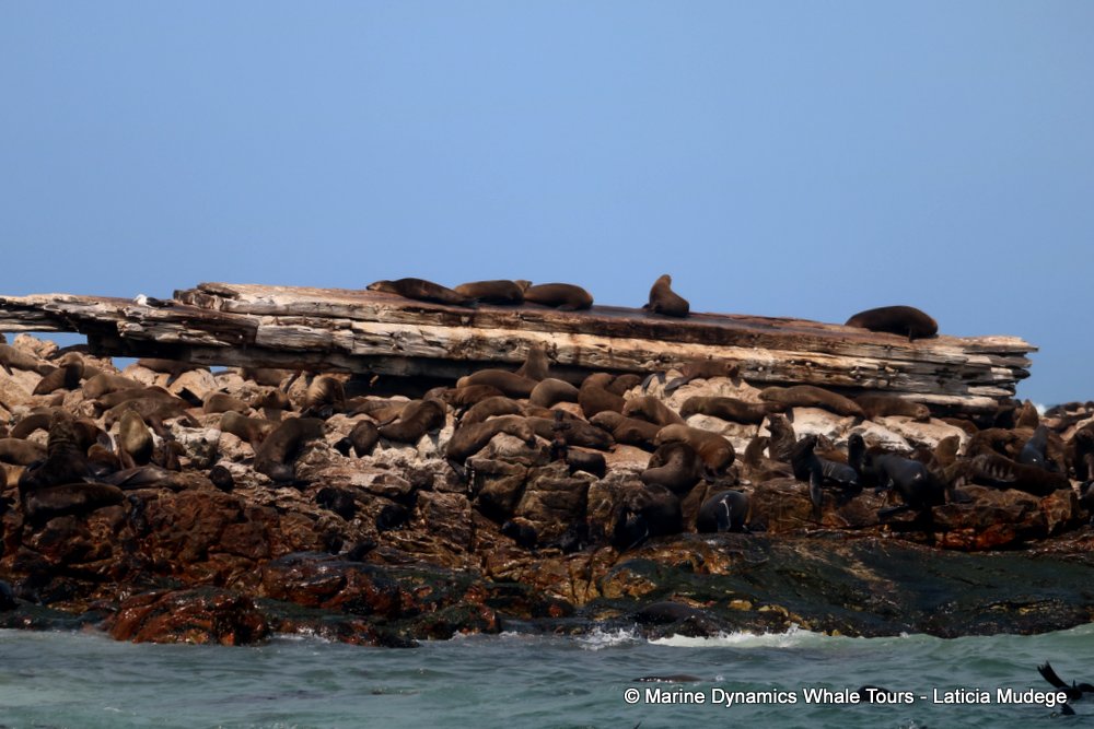 cape fur seal, whale watching, gansbaai, south africa