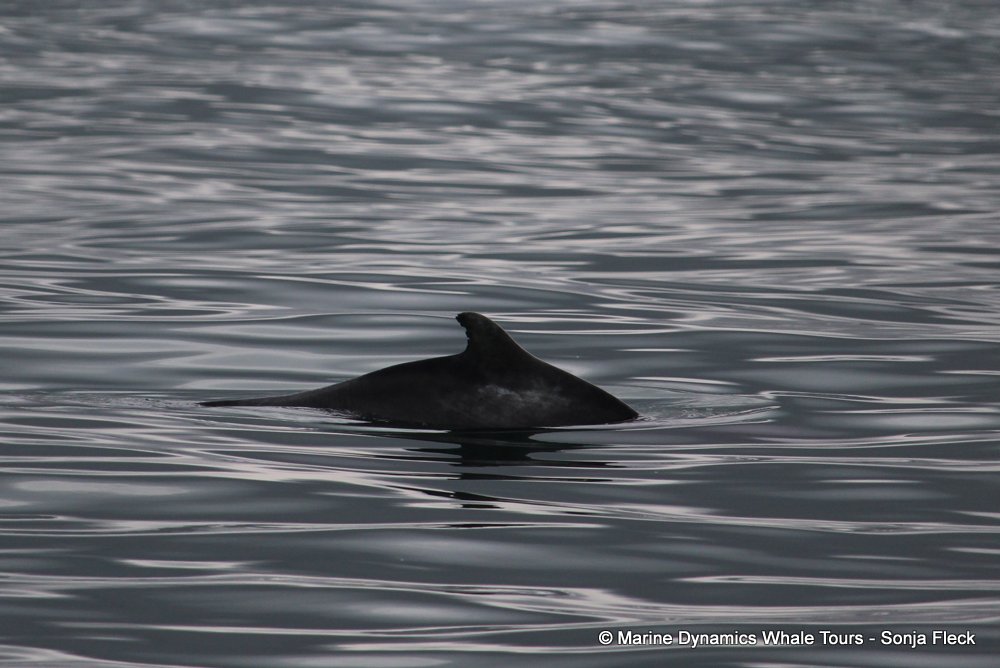 humpback dolphin , whale watching, gansbaai, south africa
