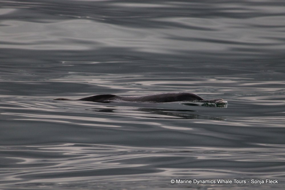 humpback dolphin , whale watching, gansbaai, south africa