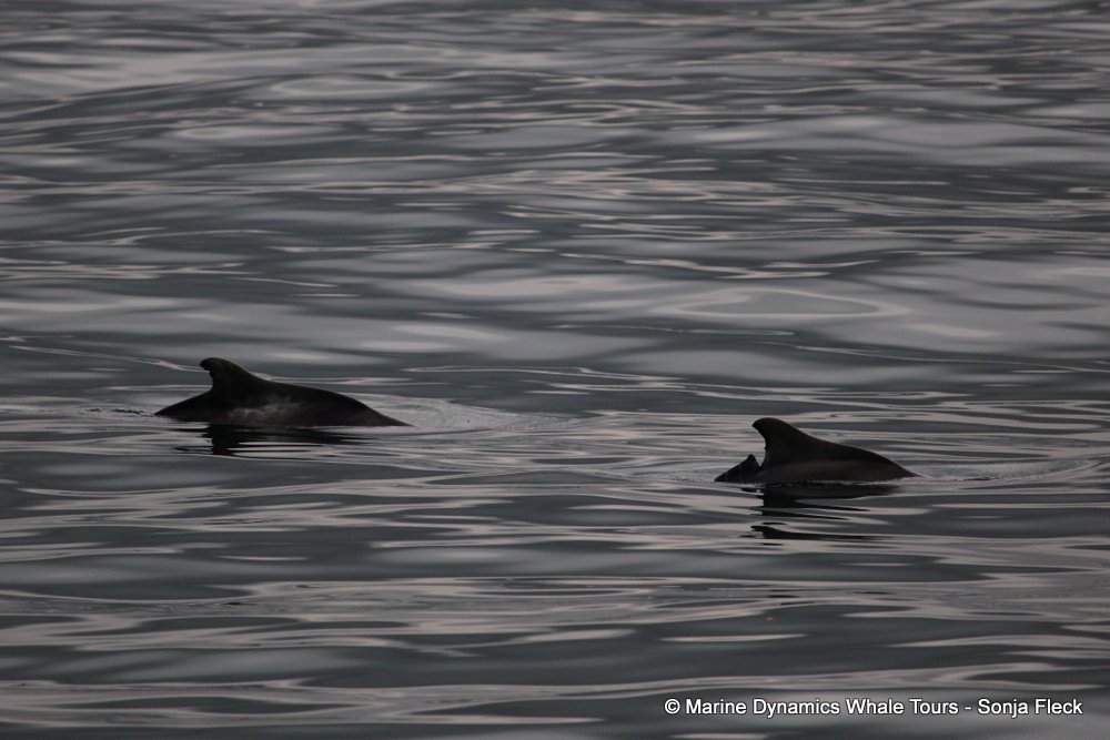 humpback dolphin , whale watching, gansbaai, south africa